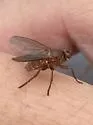 Lutomyia spurca - photo 5