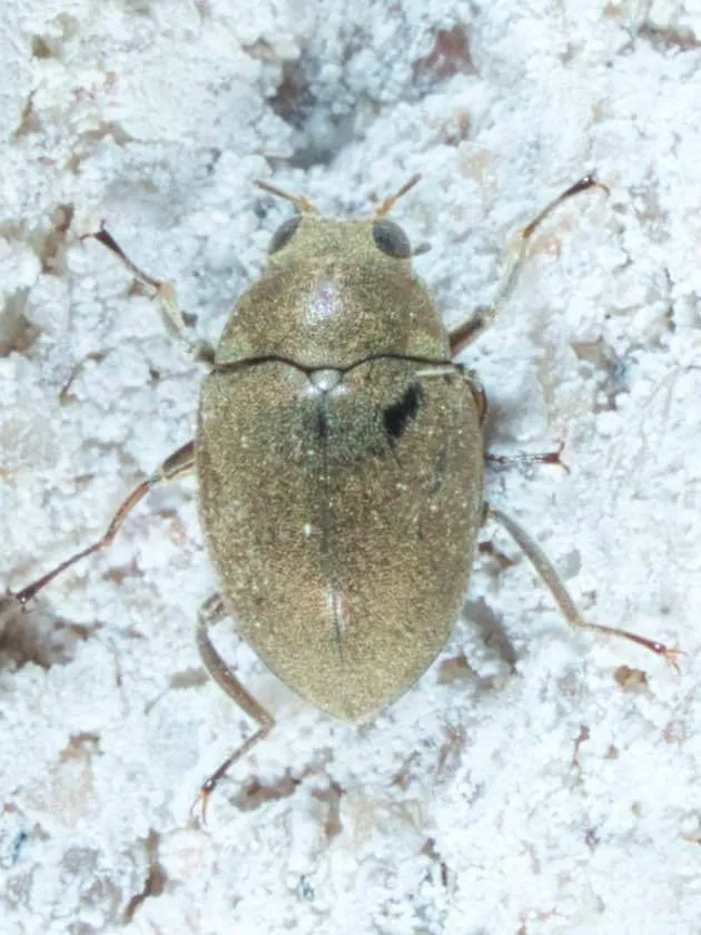 Travertine Beetles - photo 2