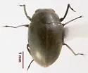 Lutrochus arizonicus