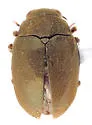 Lutrochus arizonicus - photo 3