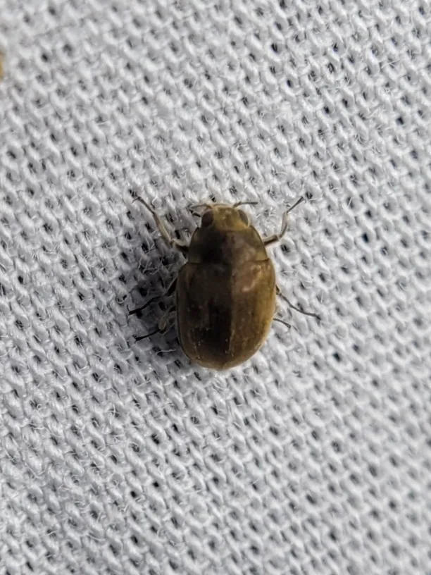 Lutrochus laticeps