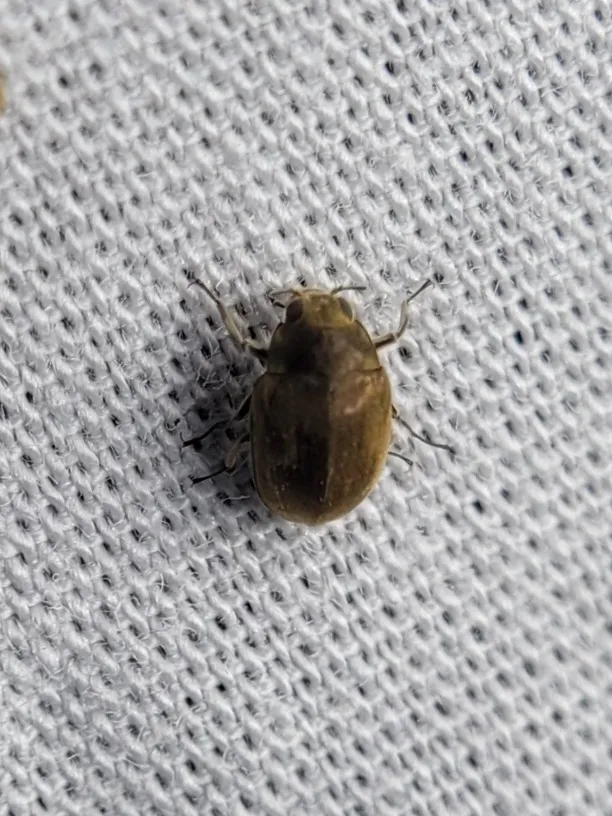 Lutrochus laticeps - photo 2