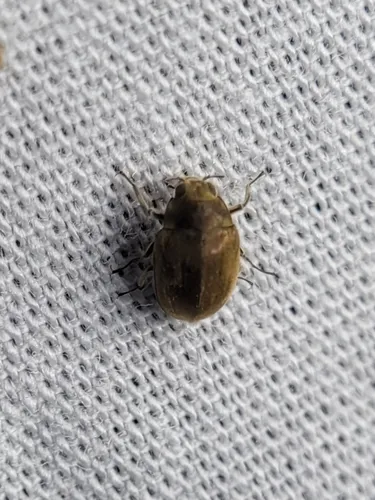 Lutrochus laticeps - photo 3