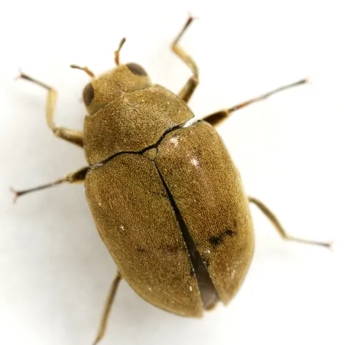 Lutrochus luteus - photo 3