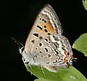 Tailed Copper - Hodges#4250