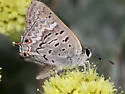 Tailed Copper - Hodges#4250 - photo 2