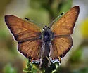 Tailed Copper - Hodges#4250 - photo 3