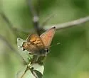 Tailed Copper - Hodges#4250 - photo 4