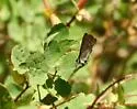 Tailed Copper - Hodges#4250 - photo 5