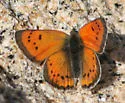 Lustrous Copper - Hodges#4252