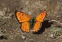 Lustrous Copper - Hodges#4252 - photo 2