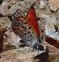 Lustrous Copper - Hodges#4252 - photo 4