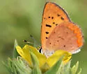Dorcas Copper - Hodges#4261