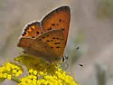 Dorcas Copper - Hodges#4261 - photo 3