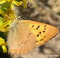 Dorcas Copper - Hodges#4261 - photo 4