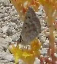 Edith's Copper - Hodges#4254