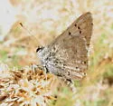 Edith's Copper - Hodges#4254 - photo 2