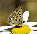 Edith's Copper - Hodges#4254 - photo 4