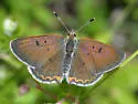 Bog Copper - Hodges#4260