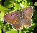 Bog Copper - Hodges#4260 - photo 2