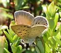 Bog Copper - Hodges#4260 - photo 3