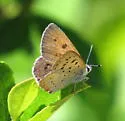 Bog Copper - Hodges#4260 - photo 4