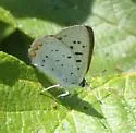 Bog Copper - Hodges#4260 - photo 5