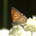 Gorgon Copper - Hodges#4255