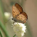 Gorgon Copper - Hodges#4255 - photo 2