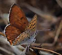 Gorgon Copper - Hodges#4255 - photo 3