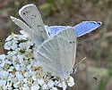 Blue Copper - Hodges#4259