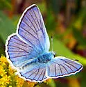 Blue Copper - Hodges#4259 - photo 2