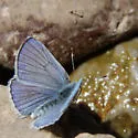 Blue Copper - Hodges#4259 - photo 3