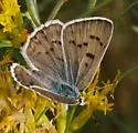 Blue Copper - Hodges#4259 - photo 4