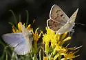 Blue Copper - Hodges#4259 - photo 5