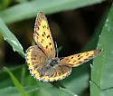 Bronze Copper - Hodges#4256