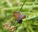 Mariposa Copper - Hodges#4264 - photo 2