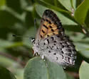 Mariposa Copper - Hodges#4264 - photo 3