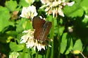 Mariposa Copper - Hodges#4264 - photo 4