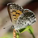 Mariposa Copper - Hodges#4264 - photo 5