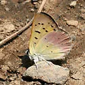 Lilac-bordered Copper - Hodges#4263 - Lycaena nivalis