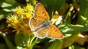 Lilac-bordered Copper - Hodges#4263 - photo 2