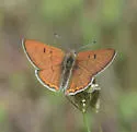 Lilac-bordered Copper - Hodges#4263 - photo 3