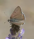 Lilac-bordered Copper - Hodges#4263 - photo 4