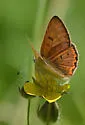 Lilac-bordered Copper - Hodges#4263 - photo 5