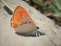 Ruddy Copper - Hodges#4257 - photo 4