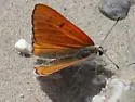 Ruddy Copper - Hodges#4257 - photo 5