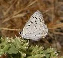 Great Copper - Hodges#4253