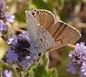 Great Copper - Hodges#4253 - photo 2
