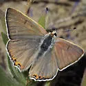 Great Copper - Hodges#4253 - photo 4